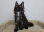 Gatsby - Maine Coon Kitten For Sale - NY, US