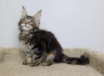 Prince - Maine Coon Kitten For Sale - NY, US