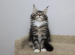 Vegas - Maine Coon Kitten For Sale - NY, US