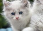 Kitties - Ragdoll Kitten For Sale - Westfield, MA, US