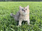 Nemo - British Shorthair Kitten For Sale - Jacksonville, FL, US