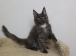 Prometeus - Maine Coon Kitten For Sale - NY, US