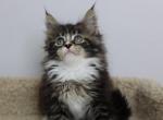 Hermes - Maine Coon Kitten For Sale - NY, US