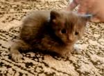 Manx from Craven Blues Hybrids - Manx Kitten For Sale - 