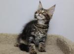Ramses - Maine Coon Kitten For Sale - NY, US