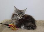 Newton - Maine Coon Kitten For Sale - NY, US