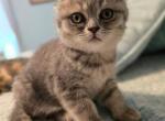 Scottish Fold - Scottish Fold Kitten For Sale - Vernon Township, NJ, US