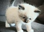 Price reduced TICA Registered Ragdoll - Ragdoll Kitten For Sale - Troy, KS, US