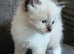 price Reduced Registered Ragdoll - Ragdoll Kitten For Sale - Troy, KS, US