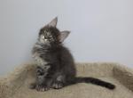 Mouses - Maine Coon Kitten For Sale - NY, US