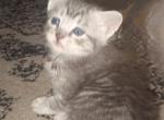 Exotic from Craven Blues Hybrids - Bengal Kitten For Sale - 