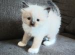 PRICE REDUCED TICA Registered Ragdoll - Ragdoll Kitten For Sale - Troy, KS, US