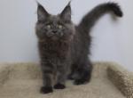 Poseidon - Maine Coon Kitten For Sale - NY, US