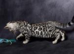 Silvester - Bengal Kitten For Sale - Columbus, WI, US