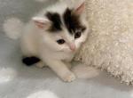 Cutie - Domestic Kitten For Sale - Vancouver, WA, US