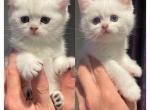 2 Scottish straight kittens - Scottish Straight Kitten For Sale - 