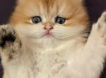 Reserved British Longhair golden girl ny11 - British Shorthair Kitten For Sale - Cleveland, OH, US