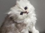 Silver Persian boy - Persian Kitten For Sale - Cleveland, OH, US