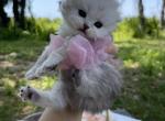 Black silver chinchilla - Scottish Fold Kitten For Sale - Sun City Center, FL, US