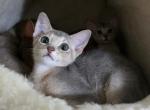 Kissel Blue - Abyssinian Kitten For Sale - Toronto, Ontario, CA