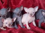 Sweet kitty - Sphynx Kitten For Sale - 