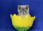 Arun - Exotic Kitten For Sale - Yucca Valley, CA, US