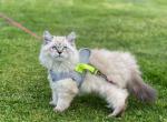 Yennsrags - Ragdoll Kitten For Sale - 