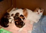 Kittens coming June July - Scottish Fold Kitten For Sale - Cotati, CA, US