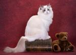 Santiago - Ragdoll Cat For Sale - 