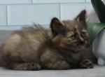 Zemfira of RomanovCats - Siberian Kitten For Sale - Ashburn, VA, US