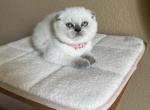 Scottish Fold blue point pink girl - Scottish Fold Kitten For Sale - Houston, TX, US