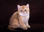William - British Shorthair Kitten For Sale - Houston, TX, US