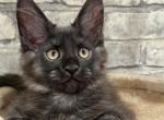 Patrick - Maine Coon Kitten For Sale - Gurnee, IL, US