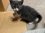 GRAY GIRL - Domestic Kitten For Sale - Bryan, TX, US