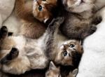 fluffies - Scottish Fold Kitten For Sale - Orlando, FL, US