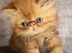 Gilbert - Persian Kitten For Sale - Houston, TX, US