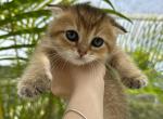 Ginger - Scottish Fold Kitten For Sale - Orlando, FL, US