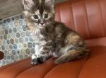 Layla - Maine Coon Kitten For Sale - Westfield, MA, US