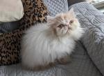 Exotic Shorthair Male White and Red Kitten - Exotic Kitten For Sale - Brooklyn, NY, US