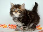 Nixon - Siberian Kitten For Sale - 