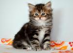 Nicole - Siberian Kitten For Sale - Norwalk, CT, US