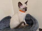 Luna and Sky - Siamese Kitten For Sale - McLean, VA, US