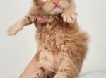 Hazels kittens - Persian Kitten For Sale - Ocala, FL, US