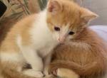 Orange and white Easter Born Kitties - American Longhair Kitten For Sale - Phoenix, AZ, US