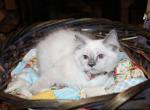 Serene - Ragdoll Kitten For Sale - 