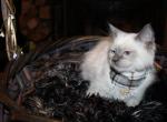 Ren - Ragdoll Kitten For Sale - Ocala, FL, US