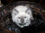Gunner - Ragdoll Kitten For Sale - Ocala, FL, US