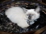 Hunter - Ragdoll Kitten For Sale - Ocala, FL, US