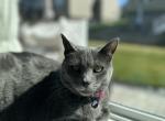 Lana - Domestic Cat For Adoption - Manassas, VA, US