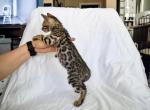 Titan - Bengal Kitten For Sale - Manteca, CA, US